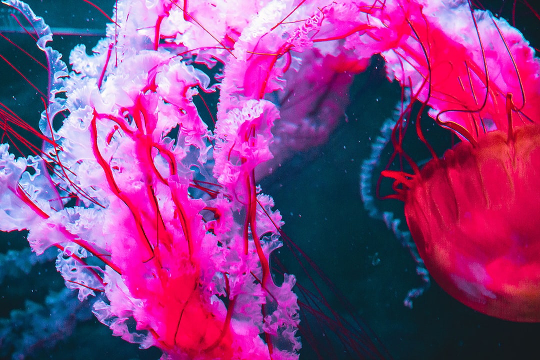 19 wichtige Fragen zu Das Größte Aquarium Der Welt