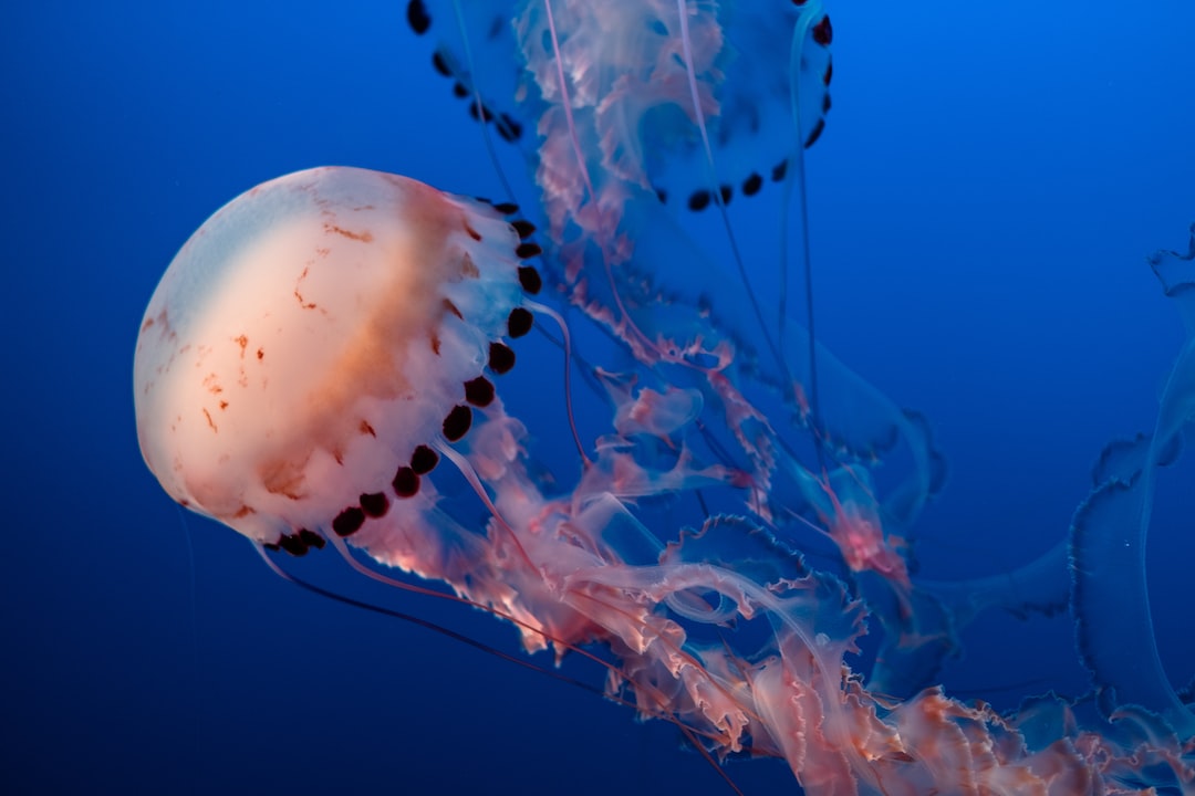 19 wichtige Fragen zu Seenadel Aquarium