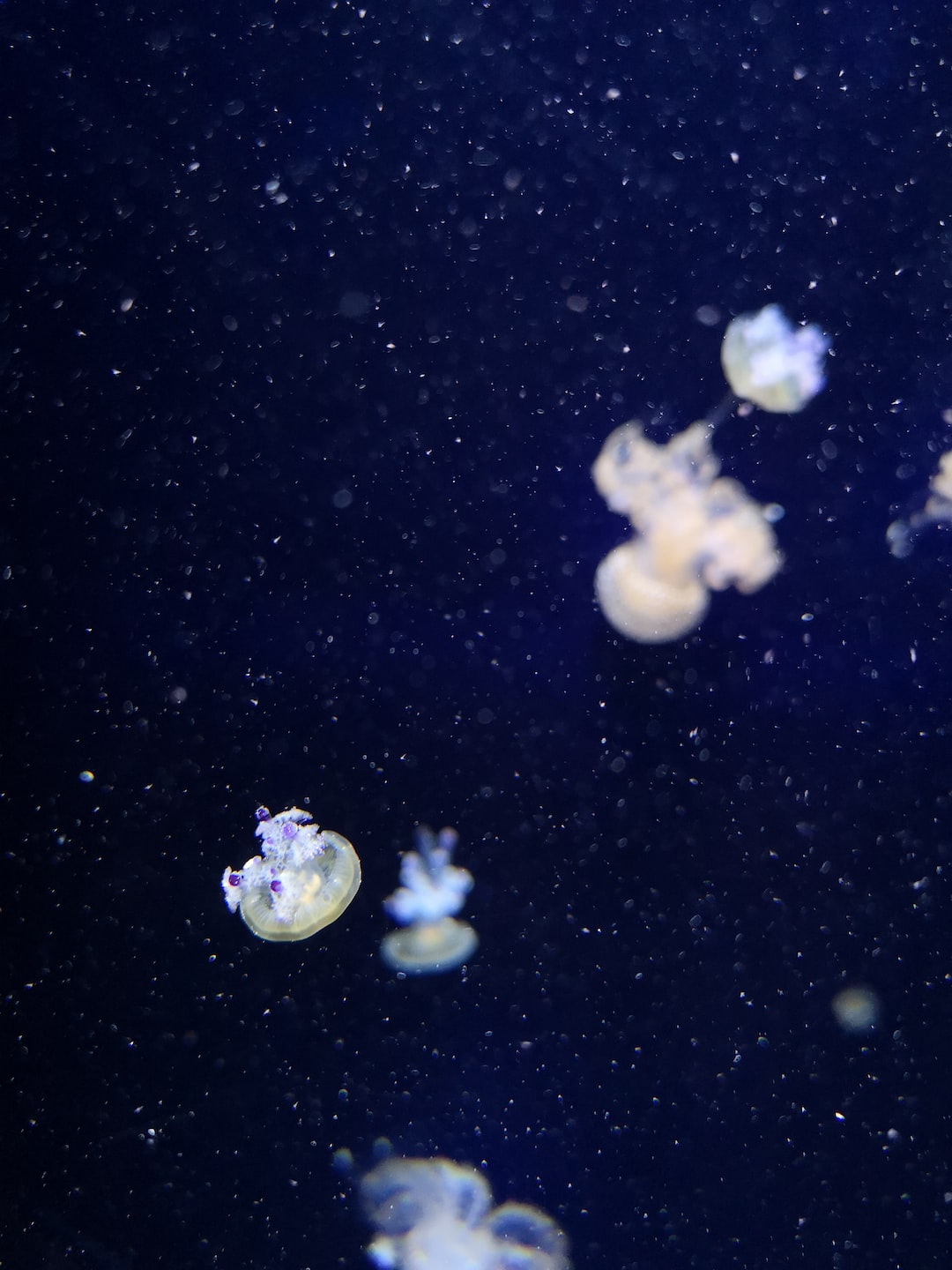 19 wichtige Fragen zu Nano Salzwasser Aquarium