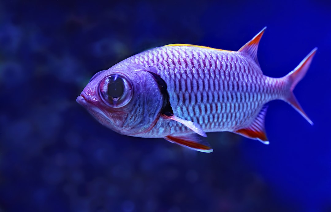 19 wichtige Fragen zu Kratzer Im Aquarium Entfernen