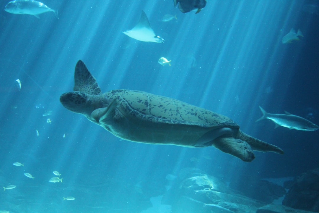 19 wichtige Fragen zu 20l Aquarium