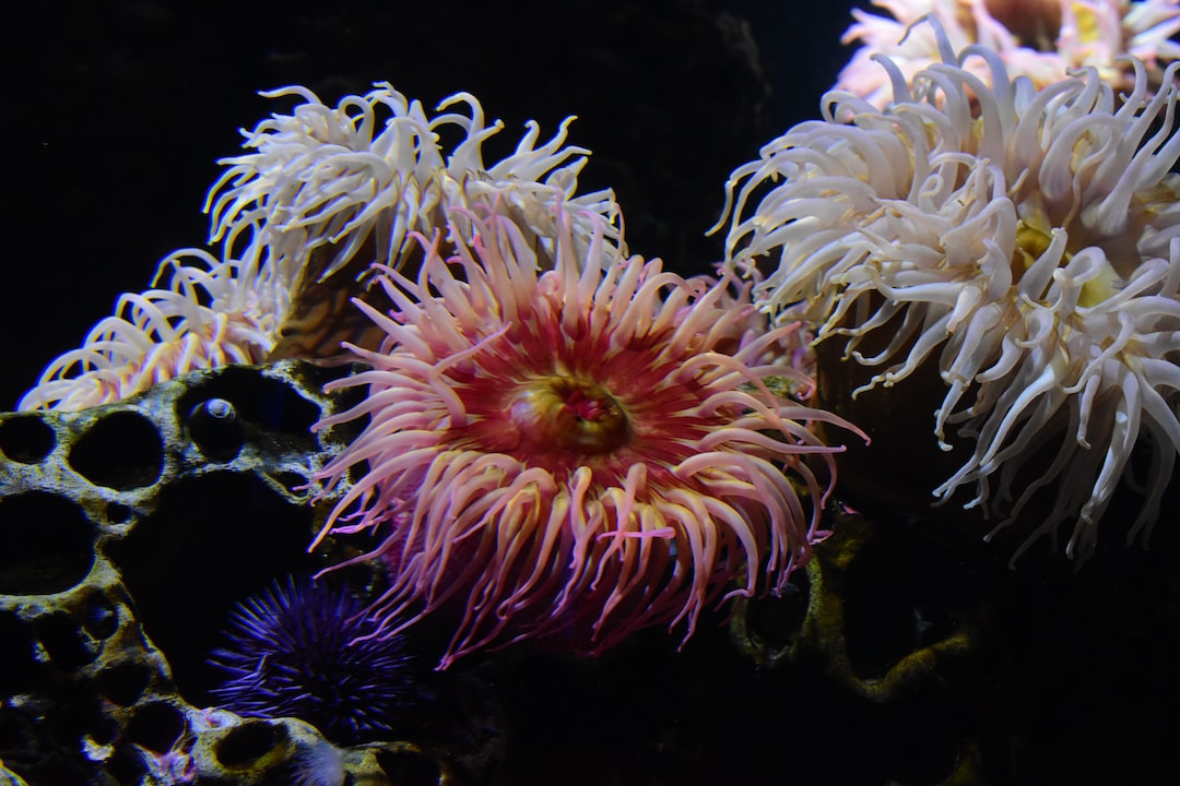 19 wichtige Fragen zu Aquarium Kies Schwarz Weiß