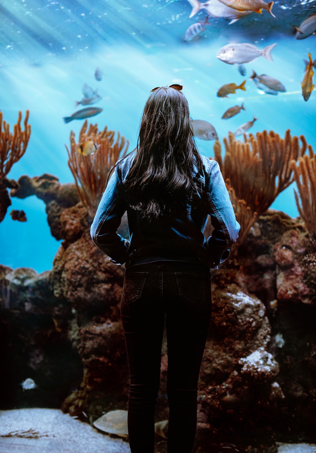 19 wichtige Fragen zu Aquarium Muscheln