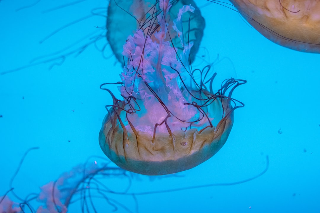 19 wichtige Fragen zu Aquarium Nachtlicht
