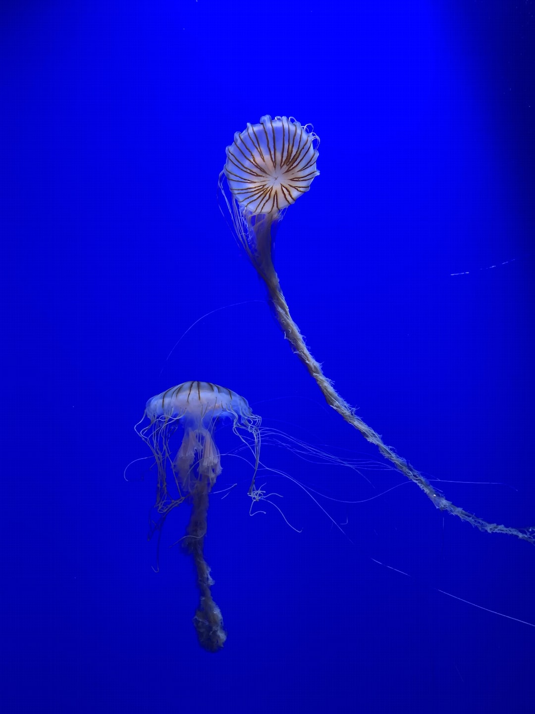19 wichtige Fragen zu Garnele Im Aquarium