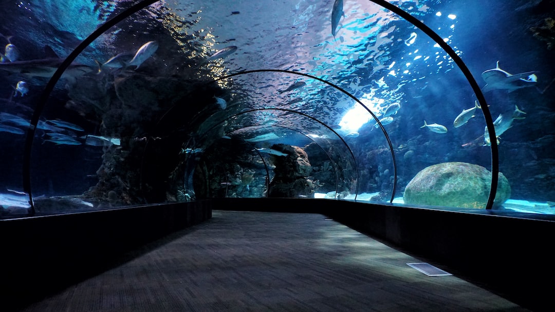 19 Wichtige Erklärungen zu Süßwasser Fische Fürs Aquarium