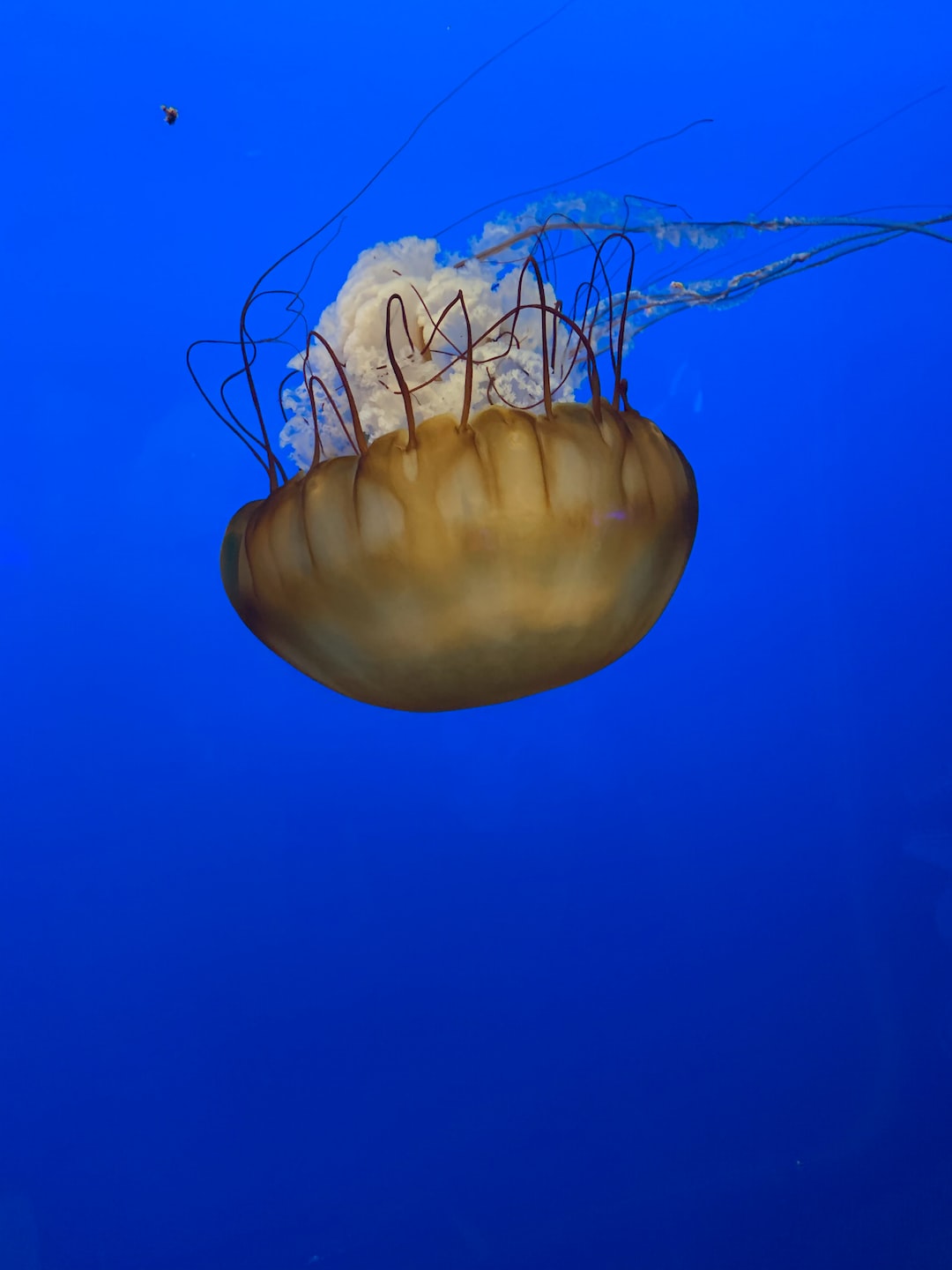 19 wichtige Fragen zu Aquarium Heizstab