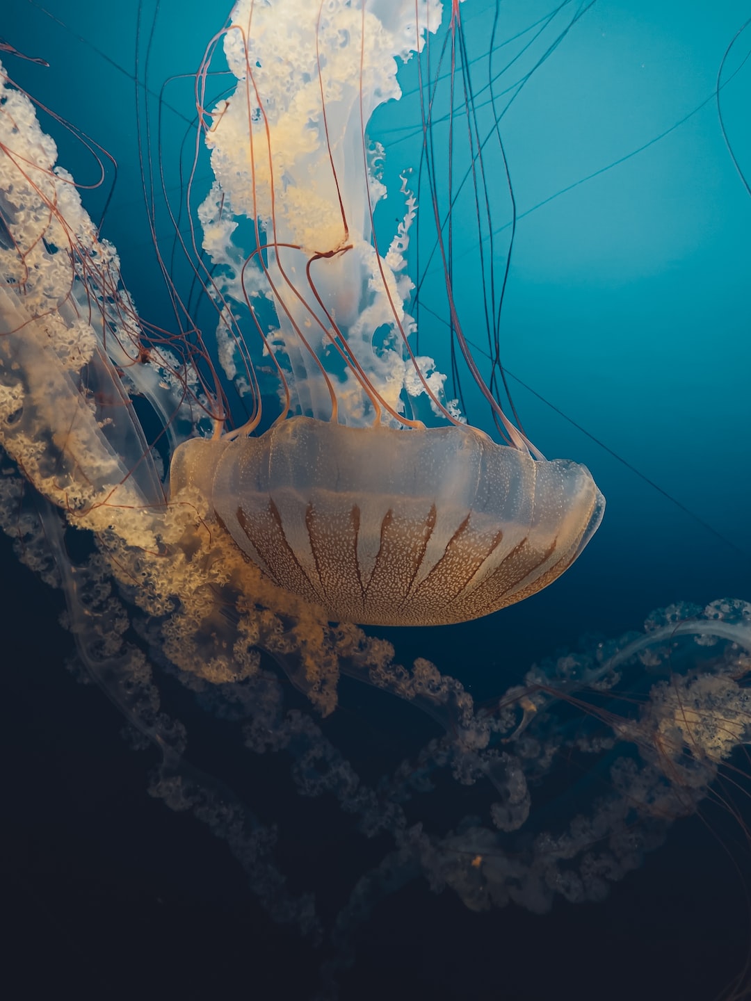 19 wichtige Fragen zu 210 Gallon Aquarium Dimensions