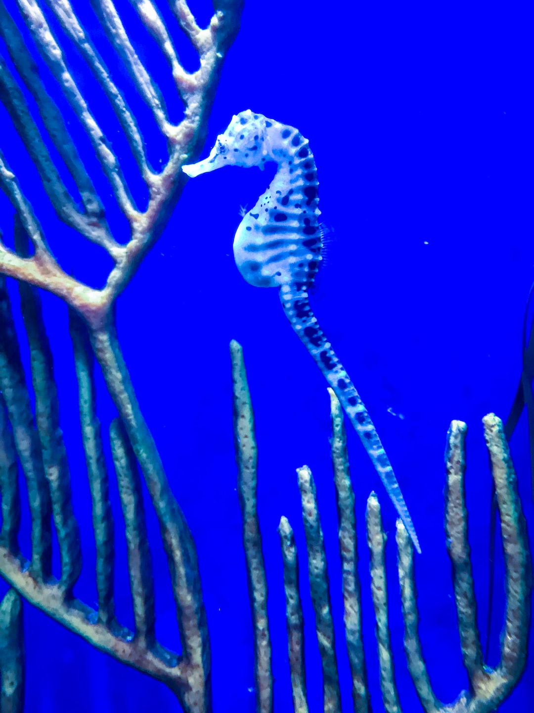 19 wichtige Fragen zu Blauring Oktopus Aquarium