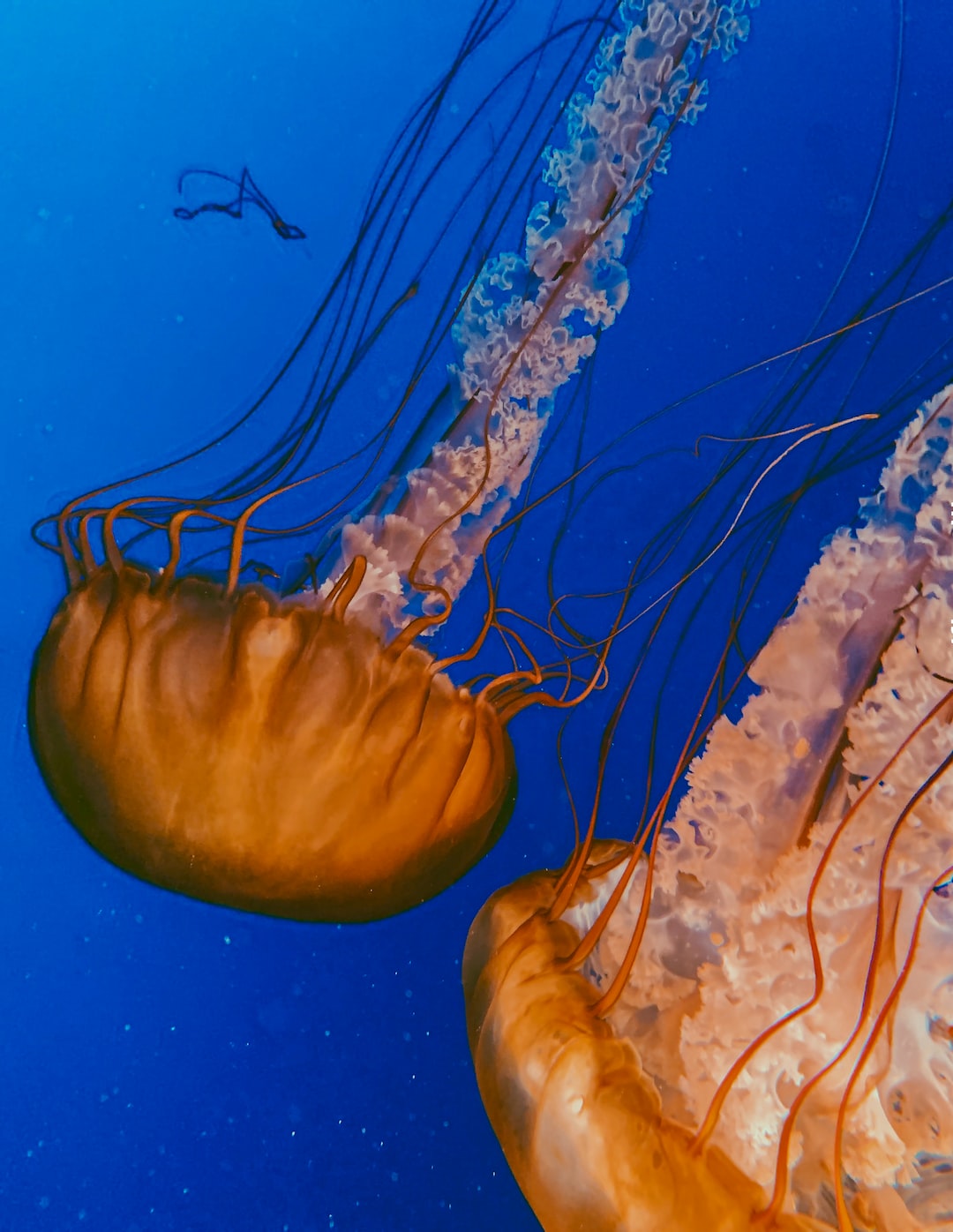 20 wichtige Fragen zu Aquarium Dänemark