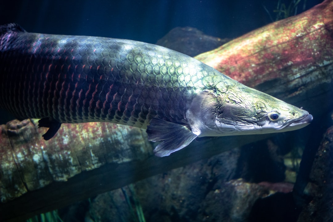 20 wichtige Fragen zu Can Fish See In Dark?