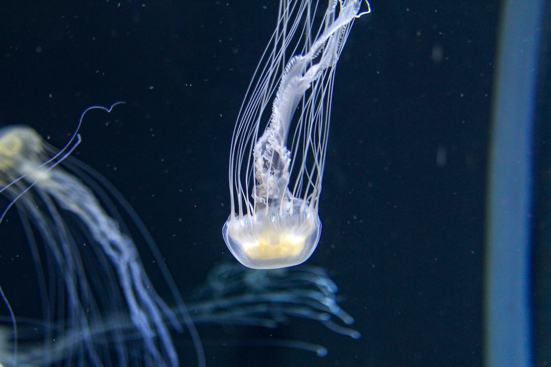 20 wichtige Fragen zu Aquarium Verstecke Selber Bauen