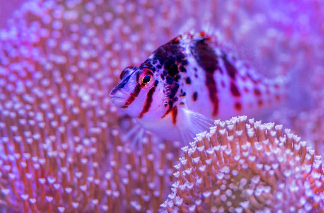 20 wichtige Fragen zu Springschutz Aquarium