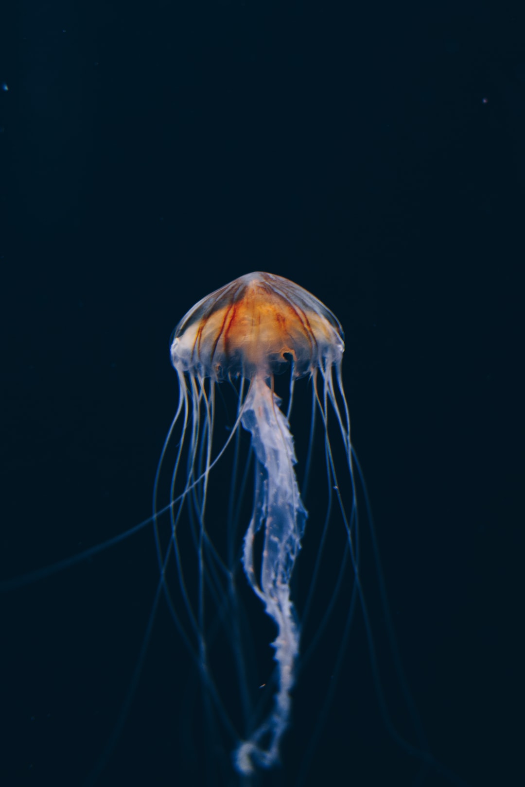 20 wichtige Fragen zu Aquarium Basteln