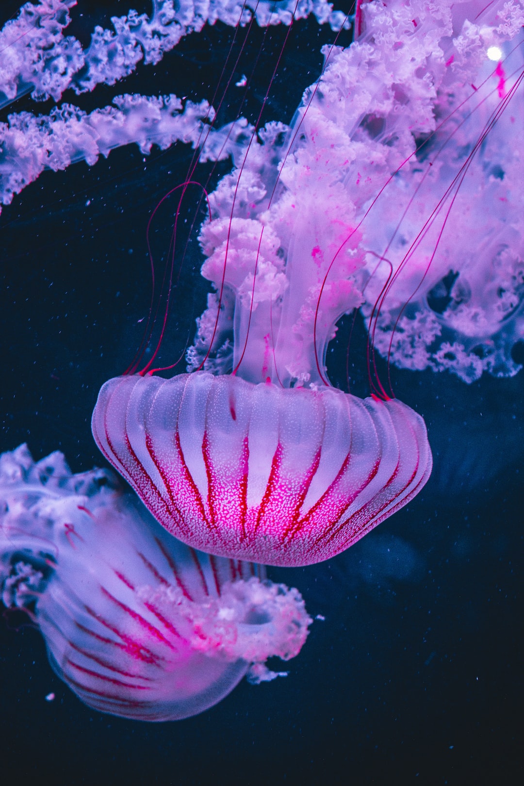 20 wichtige Fragen zu Weichkorallen Aquarium