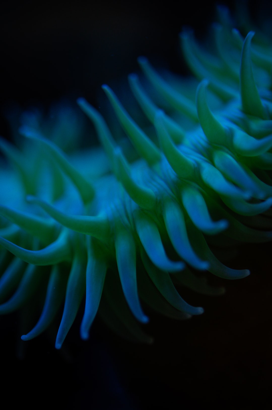 20 wichtige Fragen zu Meerwasser Aquarium Schnecken