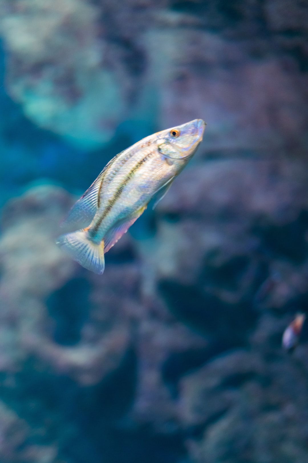 20 wichtige Fragen zu Plural Aquarium
