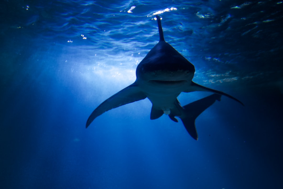 20 wichtige Fragen zu Aquarium Bodensauger