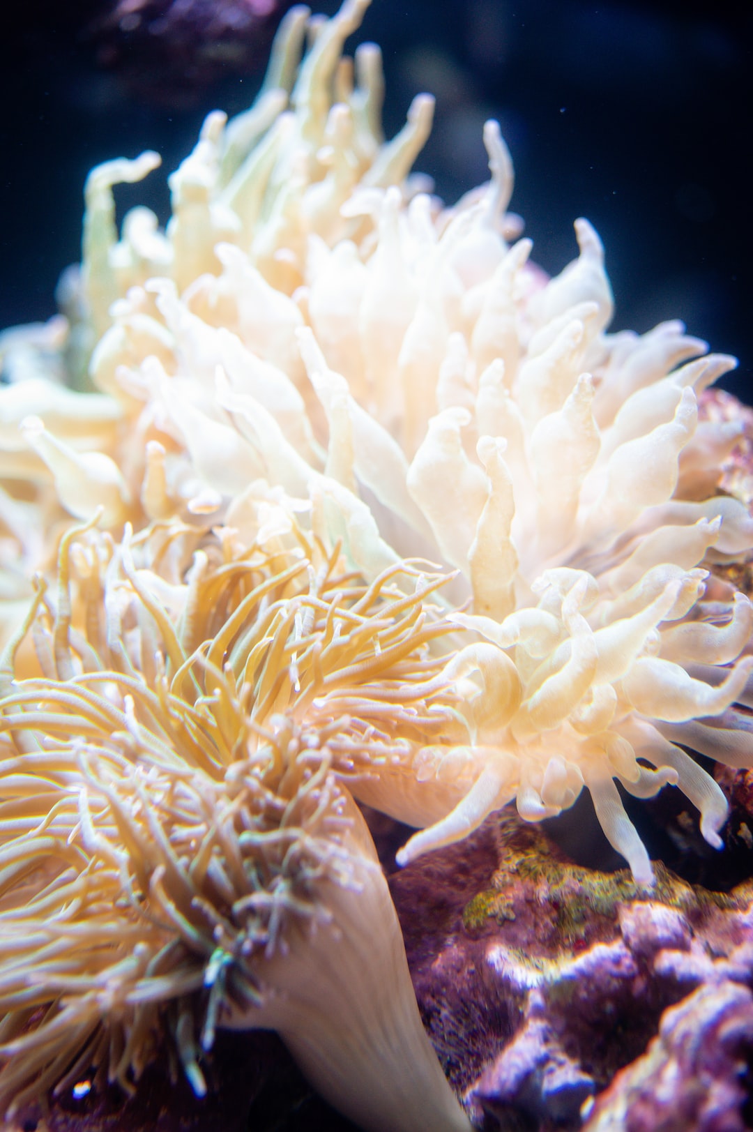 20 wichtige Fragen zu Oxydator Aquarium