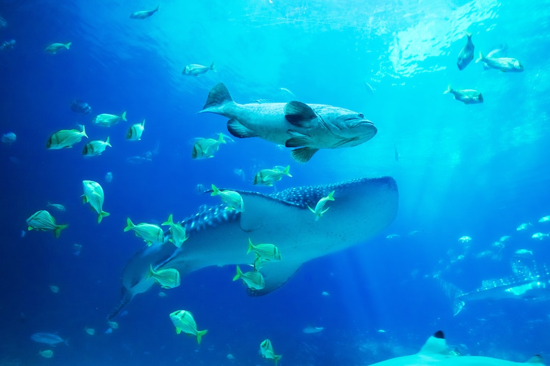 20 wichtige Fragen zu Aquarium Stufen Bauen