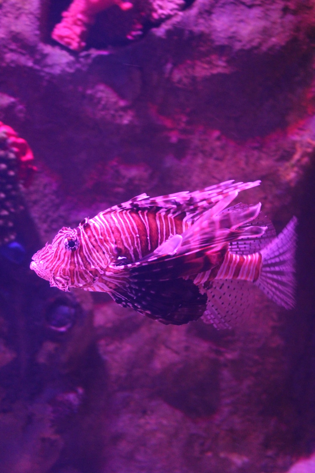 20 wichtige Fragen zu Schönste Aquarium Fische