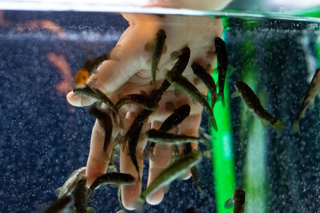 15 wichtige Fragen zu How Do I Add Soil To My Fish Tank?