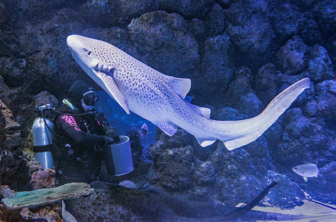 17 wichtige Fragen zu Wo Kann Man Shark Diving Machen?