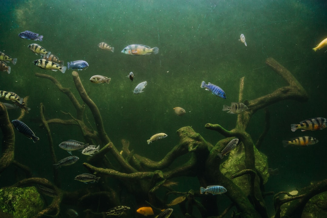 17 wichtige Fragen zu How Do I Hide My Water Filter In My Fish Tank?