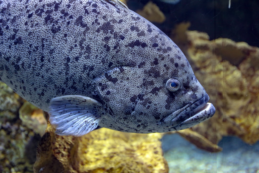 18 wichtige Fragen zu Welche Fische Können In Ein 240 Liter Aquarium?