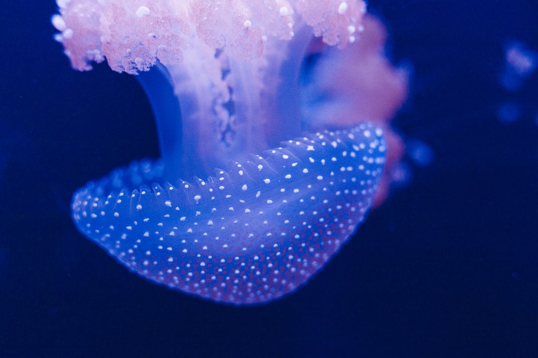 19 wichtige Fragen zu Zwergkrallenfrosch Aquarium