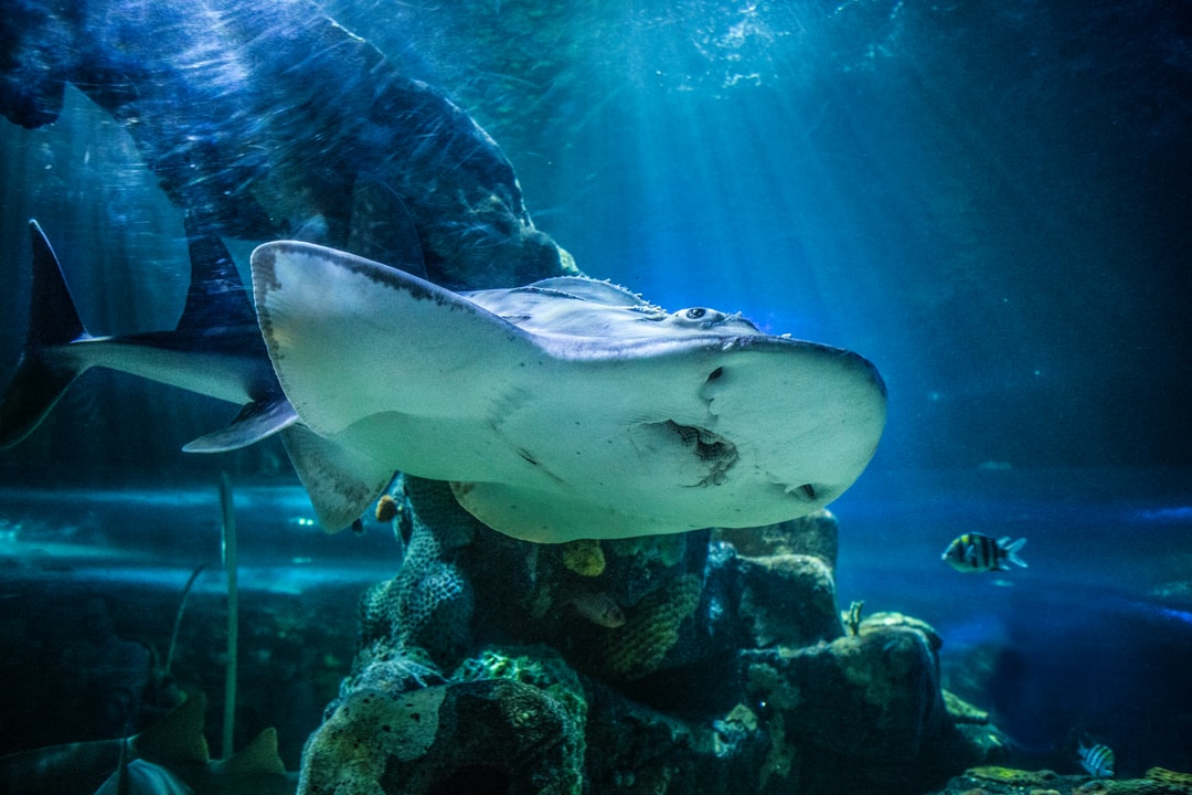 20 wichtige Fragen zu Welsarten Aquarium