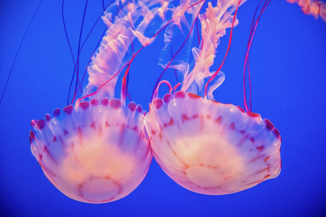 20 wichtige Fragen zu Wie Lässt Man Ein Aquarium Einlaufen?