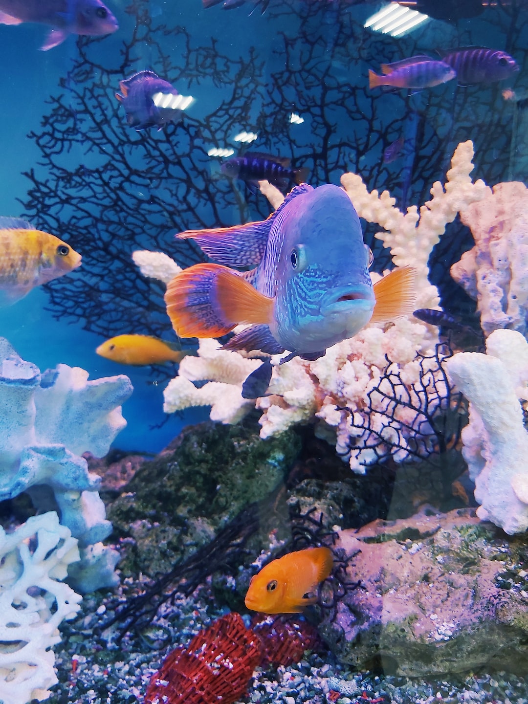 20 wichtige Fragen zu Wie Lange Sollte Man Einen Aquariumskimmer Laufen Lassen?