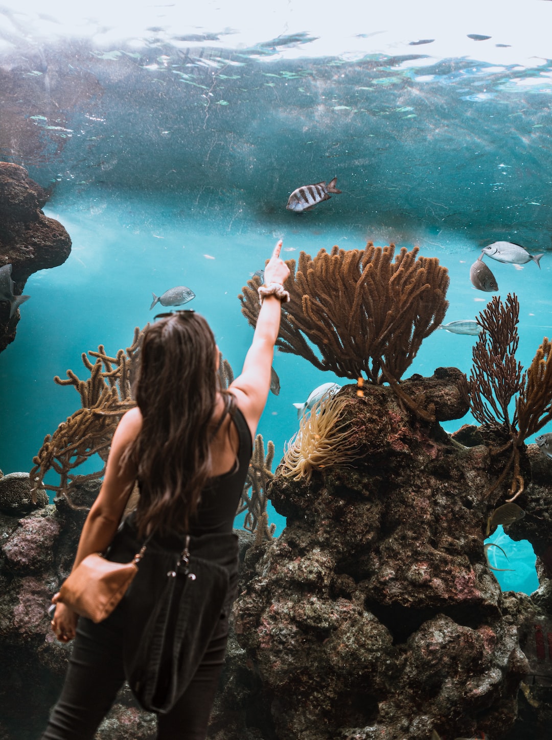 22 wichtige Fragen zu Sprudler Aquarium