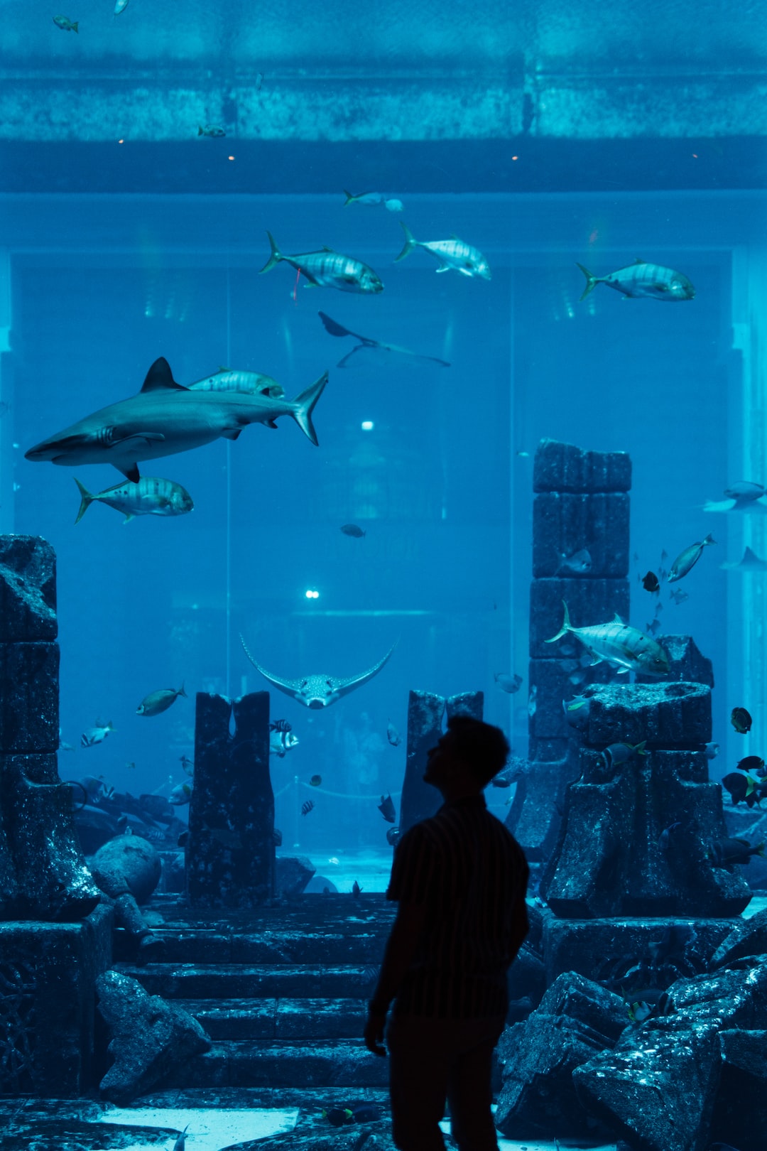 22 wichtige Fragen zu Stachelaale Aquarium