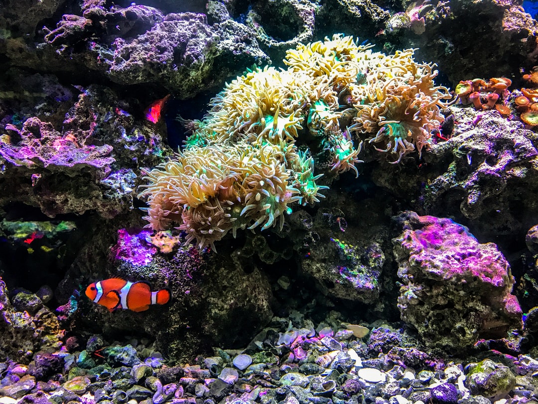 22 wichtige Fragen zu Warum Offenes Aquarium?