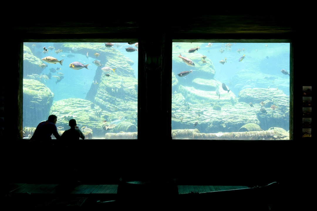 22 wichtige Fragen zu How Can Betta Fish Live In A Bowl?