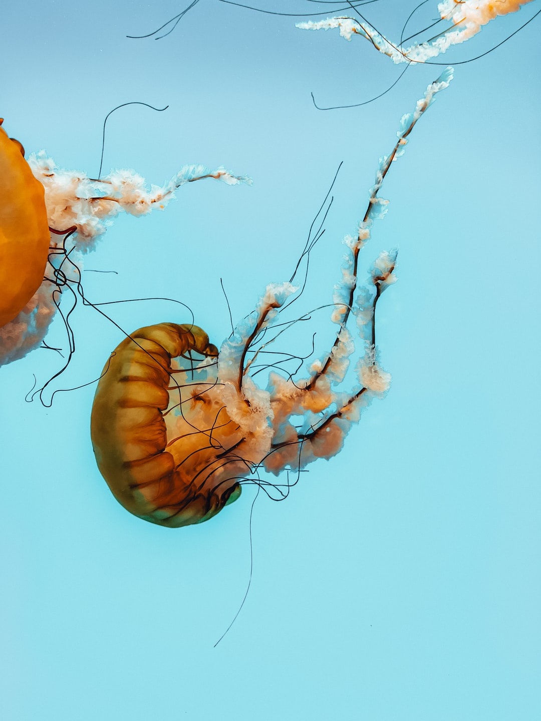 22 wichtige Fragen zu How Long Do Jellyfish Live In An Aquarium?