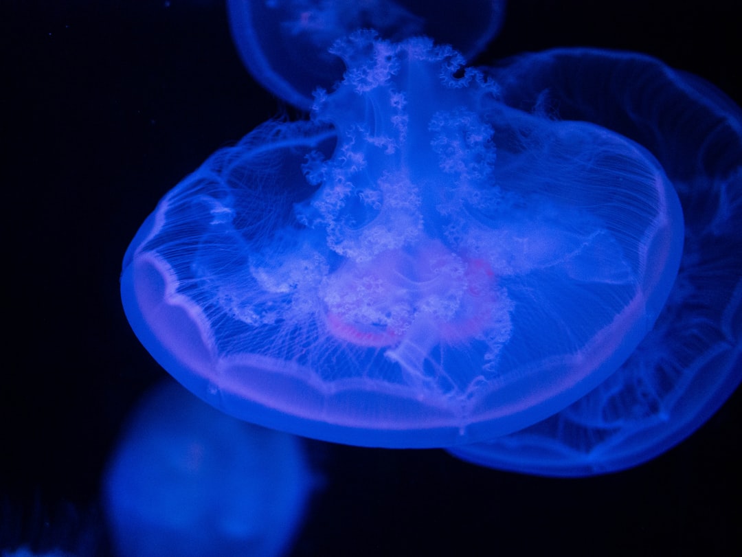23 wichtige Fragen zu Was Hilft Gegen Schnecken Im Aquarium