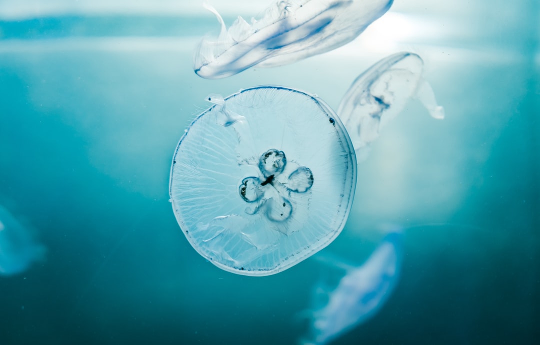 23 wichtige Fragen zu Wie Lange Halten Led Aquarium Lampen?