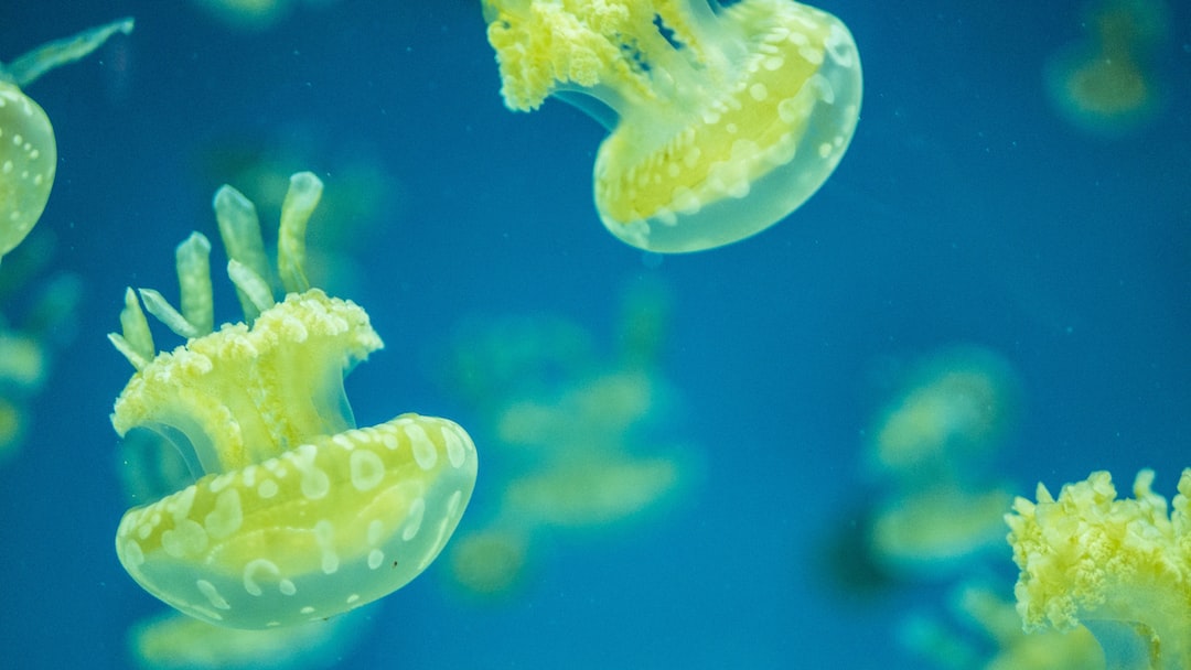23 wichtige Fragen zu Wie Bekommt Man Den Boden Im Aquarium Sauber?