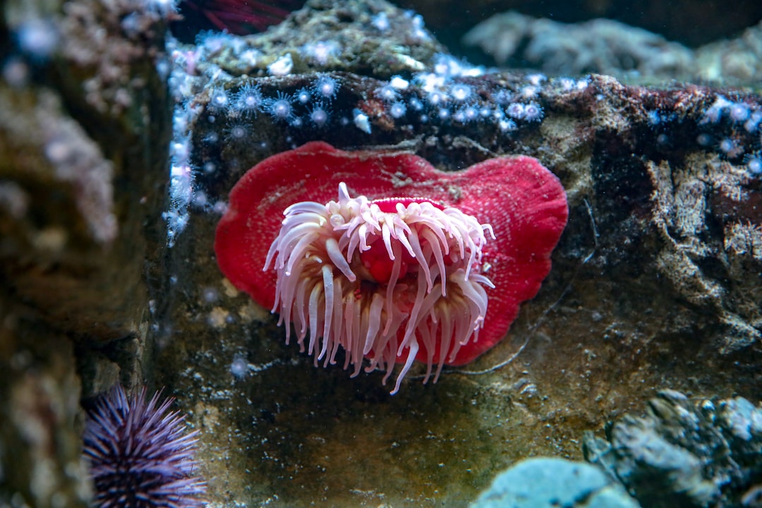24 wichtige Fragen zu Wie Hält Man Frösche Im Aquarium?
