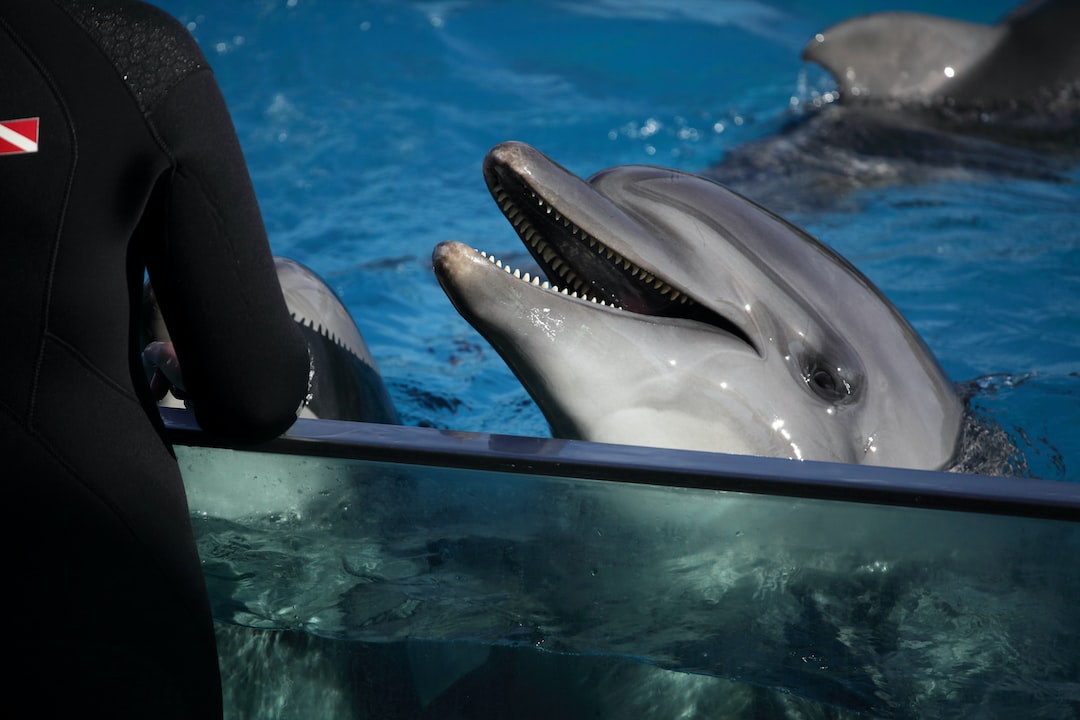 24 wichtige Fragen zu What Aquarium Has Whales?