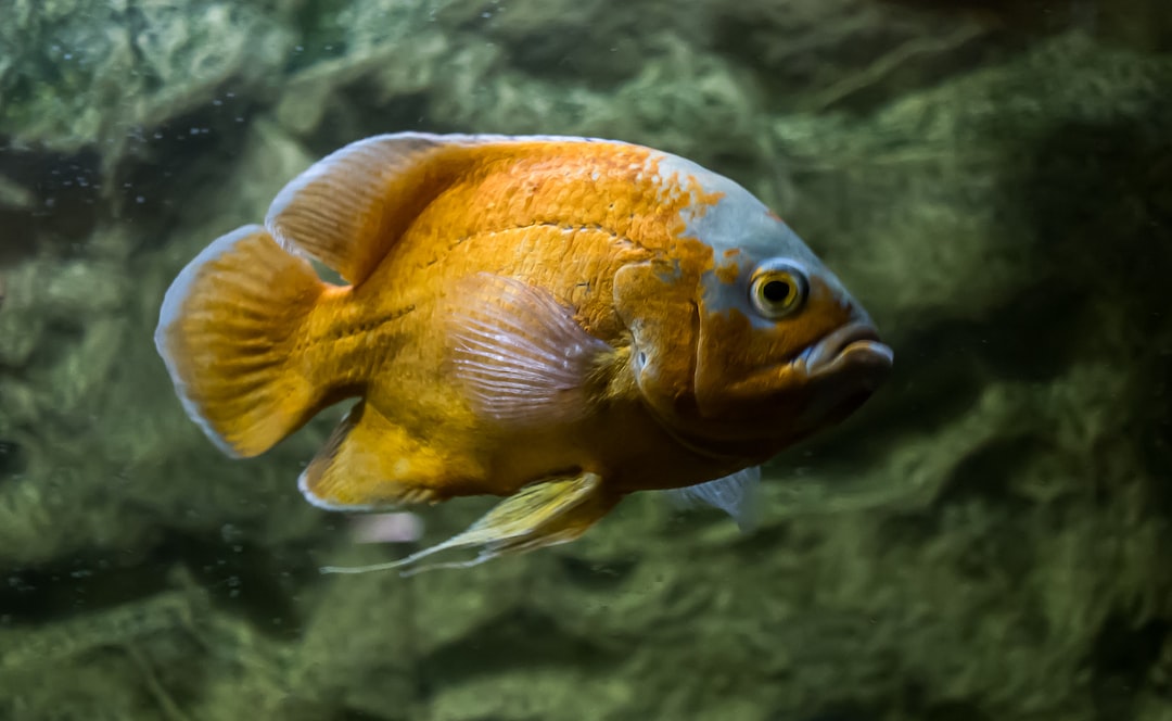 24 wichtige Fragen zu Can You Put Vinegar In Your Fish Tank?