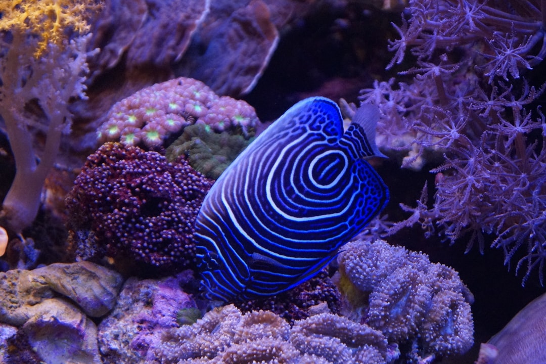 25 wichtige Fragen zu Pinker Fisch Aquarium