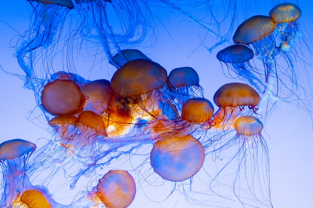 25 wichtige Fragen zu Gurke Im Aquarium