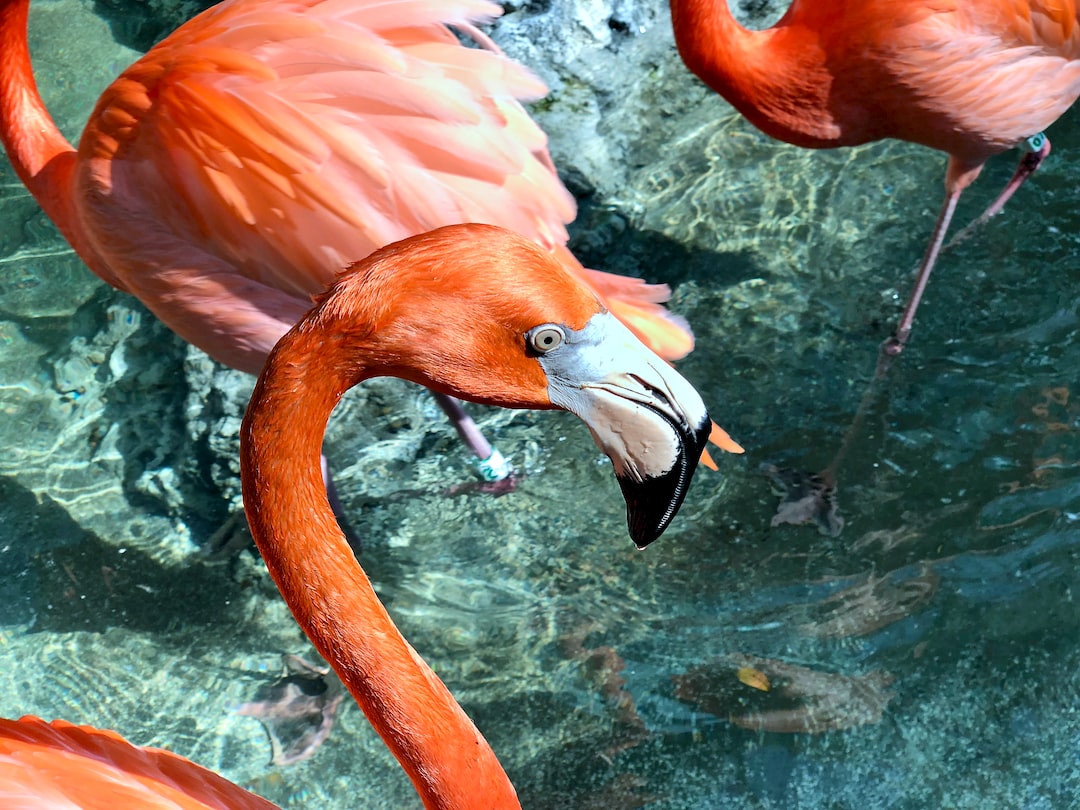 25 wichtige Fragen zu Aquarium In Dubai