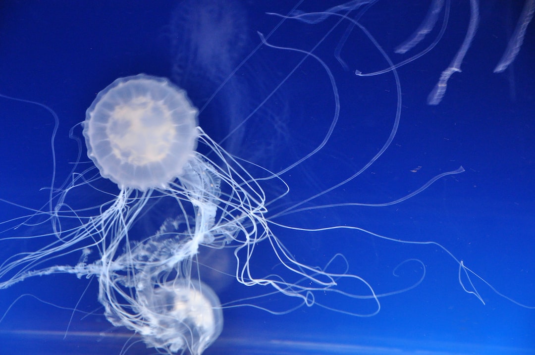 25 wichtige Fragen zu Quallen Fürs Aquarium