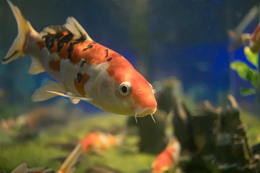 25 wichtige Fragen zu Aquarium Fische Wels