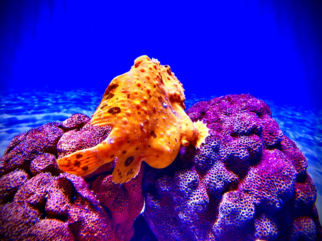 25 wichtige Fragen zu Seegras Aquarium